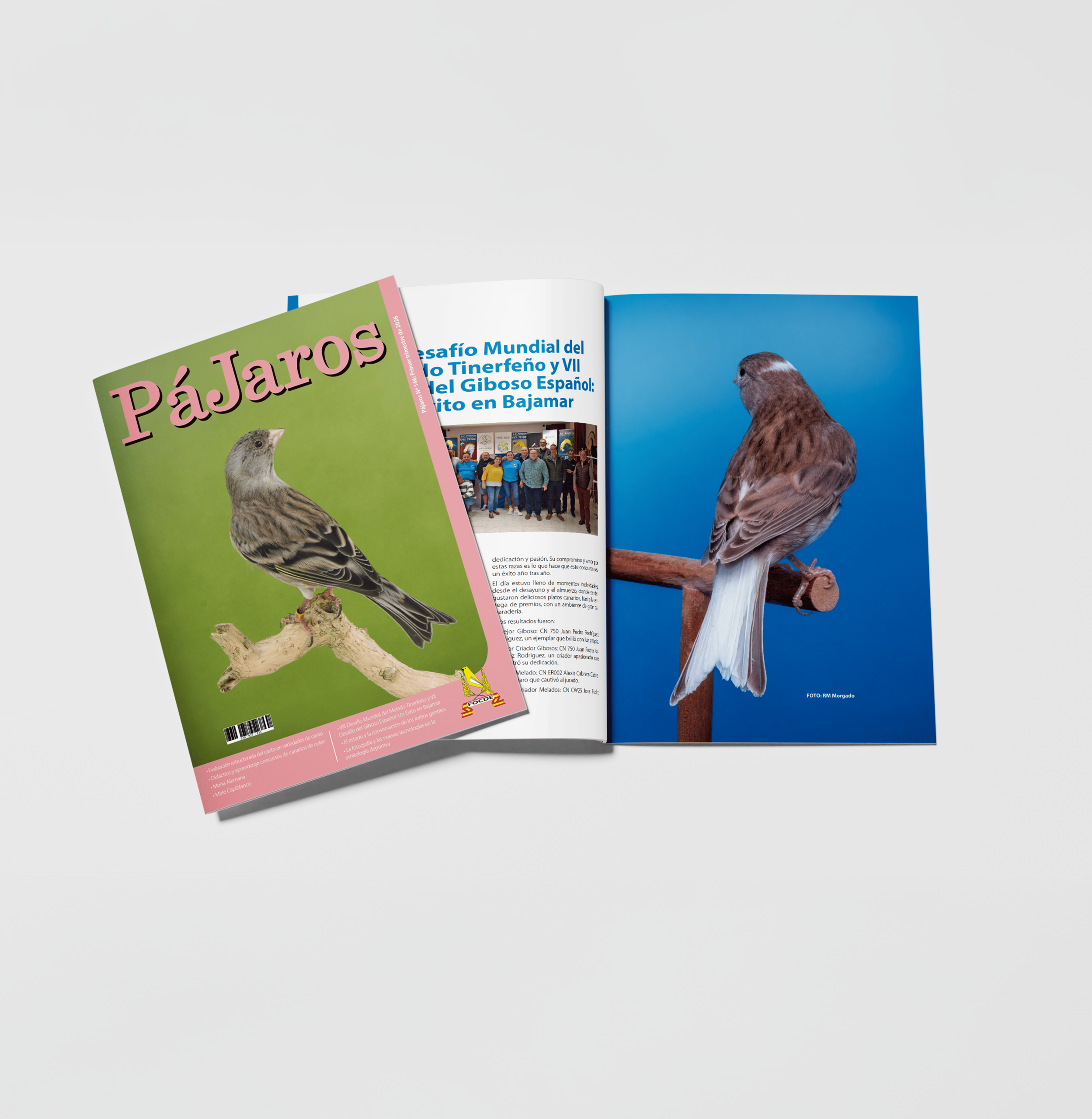 P&aacute;jaros: dise&ntilde;o editorial para la revista de FOCDE
